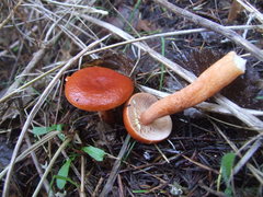 Lactarius subviscidus