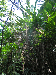 Musa acuminata malaccensis