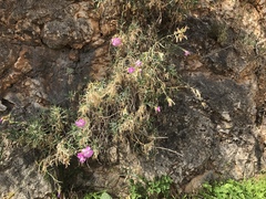 Dianthus rupicola