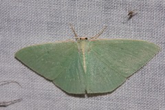 Chlorocoma melocrossa