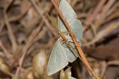 Chlorocoma melocrossa