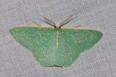 Chlorocoma melocrossa