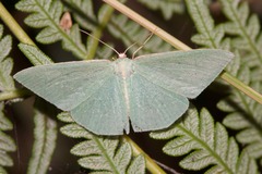 Chlorocoma melocrossa