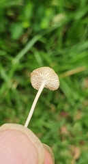 Marasmius
