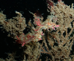 Idiotropiscis lumnitzeri