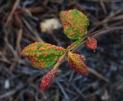 Aceria zhejiangensis