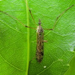 Gynoplistia notabilis