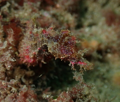 Idiotropiscis lumnitzeri