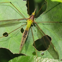 Leptotarsus albistigma