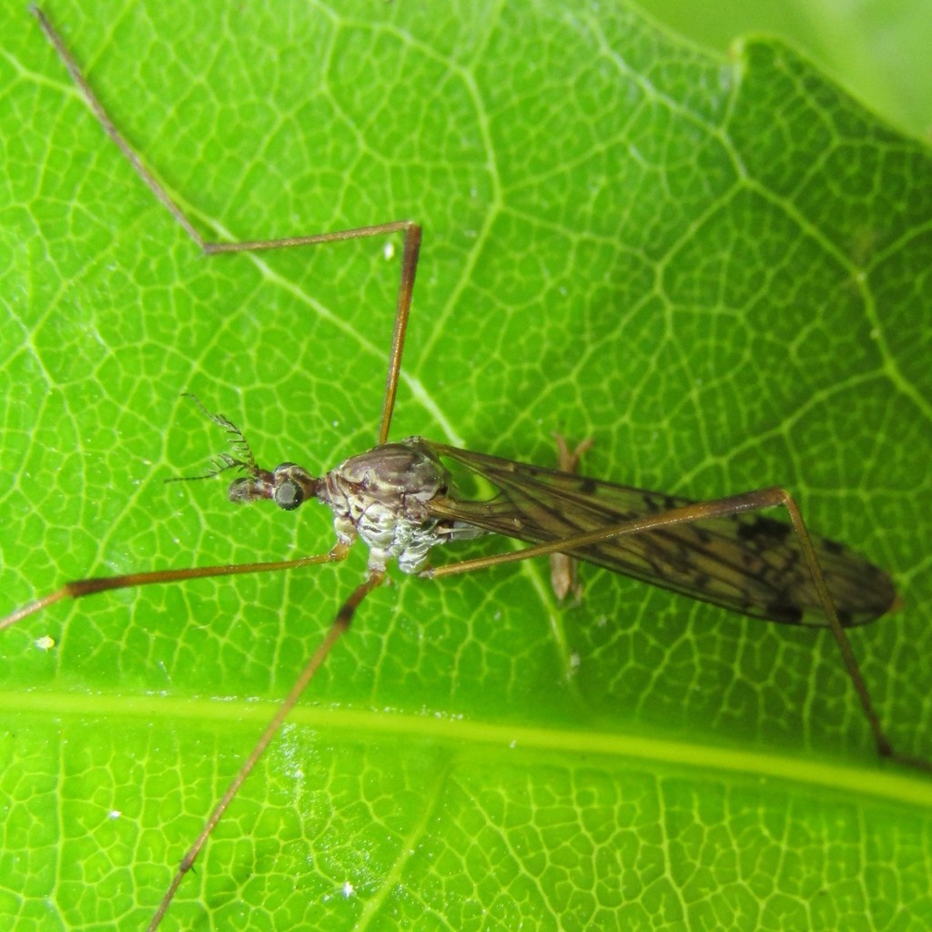 Gynoplistia notabilis