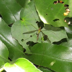 Leptotarsus albistigma