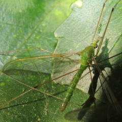 Leptotarsus holochlorus