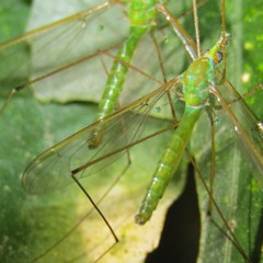 Leptotarsus holochlorus