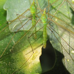 Leptotarsus holochlorus