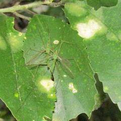 Leptotarsus holochlorus