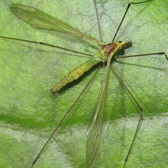 Leptotarsus viridis