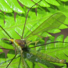 Leptotarsus viridis