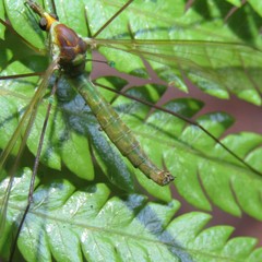 Leptotarsus viridis