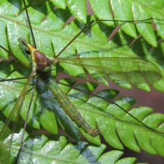 Leptotarsus viridis