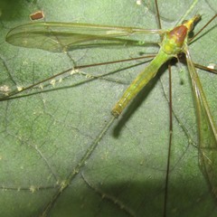 Leptotarsus viridis