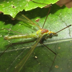 Leptotarsus viridis
