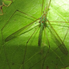 Leptotarsus holochlorus