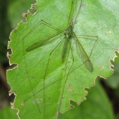 Leptotarsus holochlorus