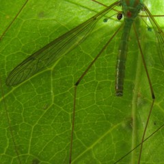 Leptotarsus holochlorus