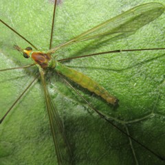 Leptotarsus viridis