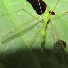 Leptotarsus virescens