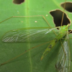 Leptotarsus virescens