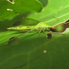 Leptotarsus virescens