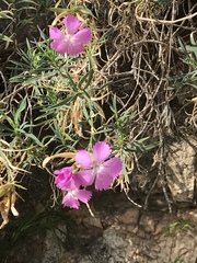 Dianthus rupicola
