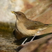 Clay-colored Thrush - Photo (c) Christopher Lindsey, some rights reserved (CC BY-NC)