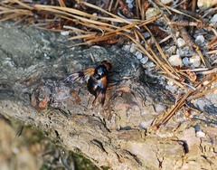 Volucella nigricans