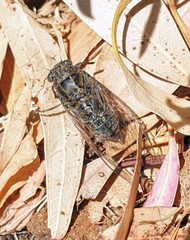 Physeema labyrinthica