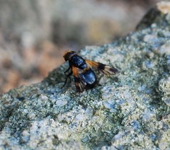Volucella nigricans