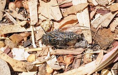 Physeema labyrinthica