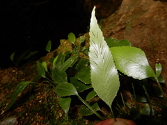 Asplenium lepidotum