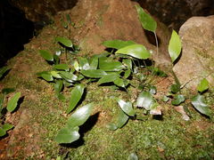Asplenium lepidotum