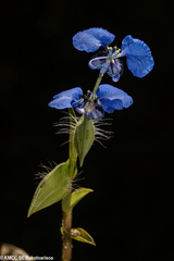 Commelina madagascarica