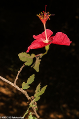 Image of Hibiscus grandidieri