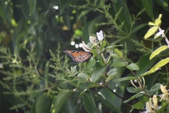 Danaus plexippus