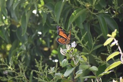 Danaus plexippus