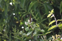 Danaus plexippus