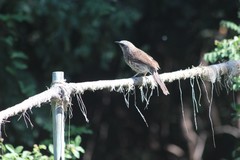 Turdoides hartlaubii