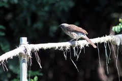 Turdoides hartlaubii