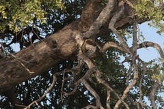 Ixobrychus sturmii
