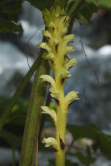 Orobanche flava