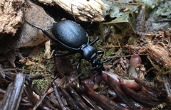 Scaphinotus cristatus